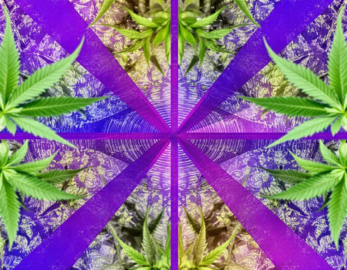La Classification de l'Huile CBD à la Lumière du Droit Pharmaceutique : Enjeux et Perspectives